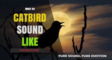 Discover the Unique and Mimicking Sounds of Catbirds in Nature