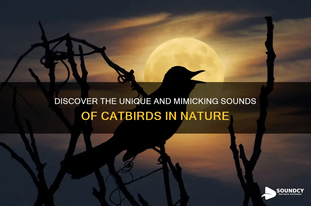 what do catbird sound like