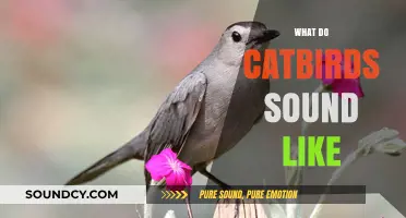 Discover the Unique and Varied Sounds of Catbirds in Nature