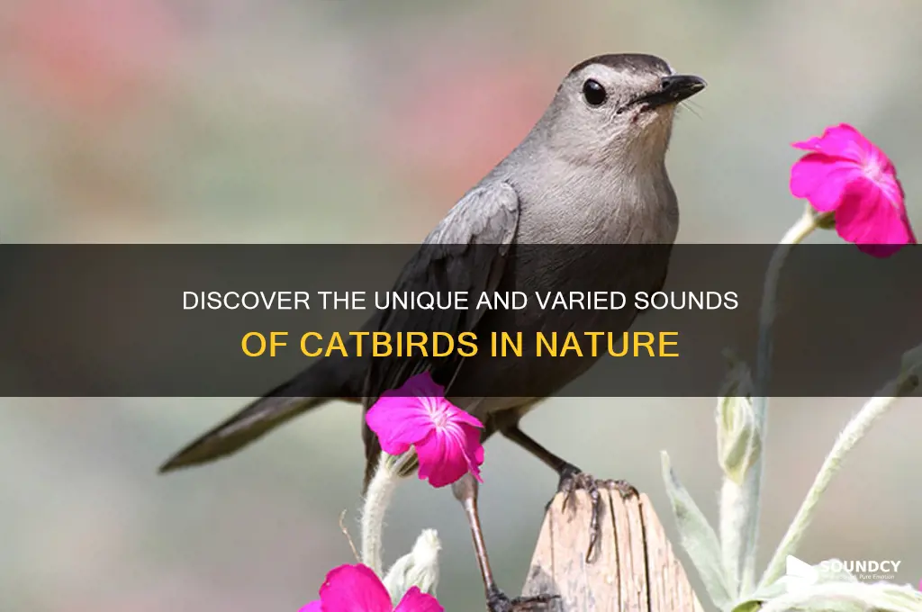 what do catbirds sound like