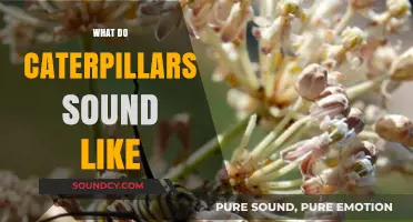 Unveiling the Surprising Sounds of Caterpillars: A Noisy Munching Mystery