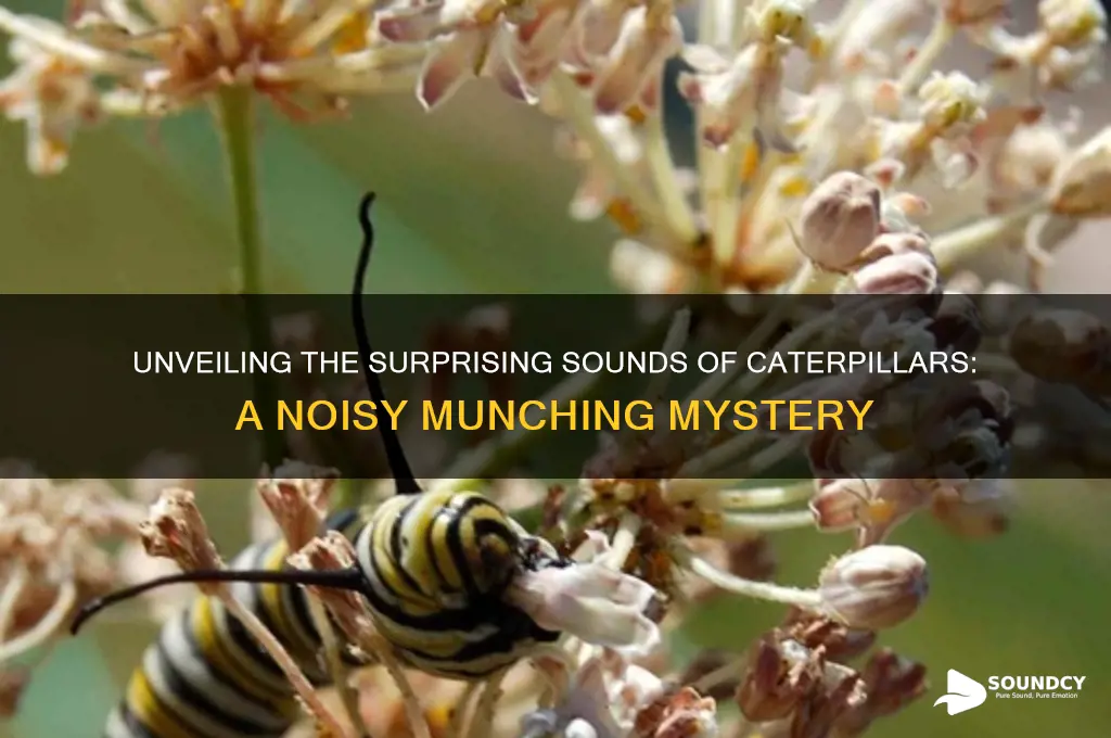 what do caterpillars sound like