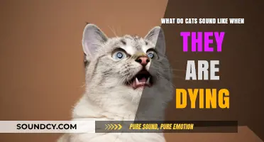 The Final Meow: Understanding a Cat's Sounds in Its Last Moments