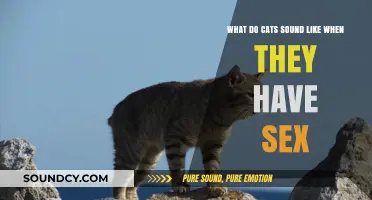 Understanding Feline Mating Vocalizations: What Do Cats Sound Like?