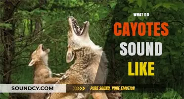 Unveiling the Eerie Calls: What Do Coyotes Sound Like?