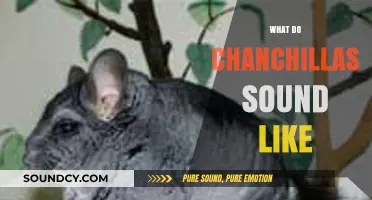 Discover the Unique Sounds of Chinchillas: A Vocalization Guide
