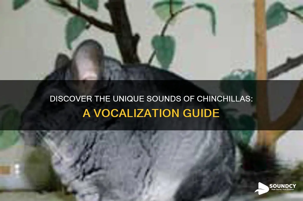 what do chanchillas sound like