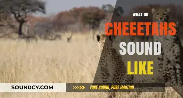 Unveiling the Unique Vocalizations: What Do Cheetahs Sound Like?