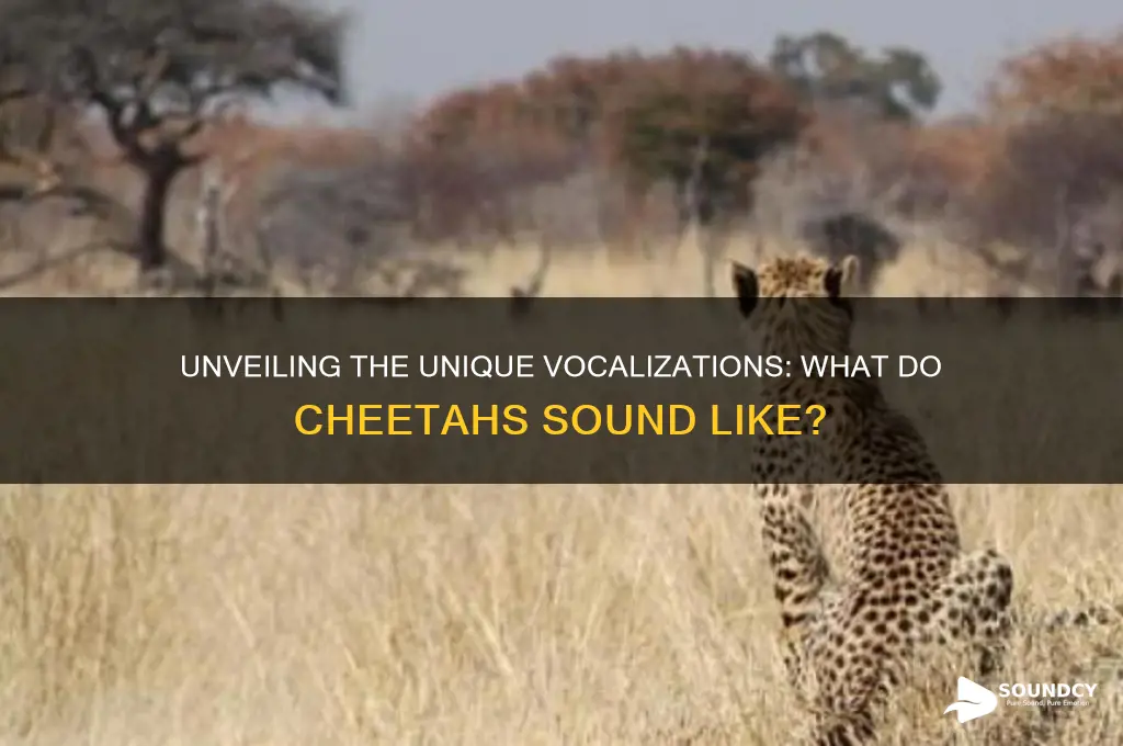 what do cheeetahs sound like