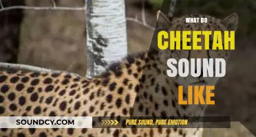 Unveiling the Unique Vocalizations: What Do Cheetahs Sound Like?