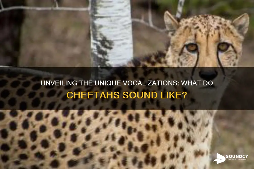 what do cheetah sound like