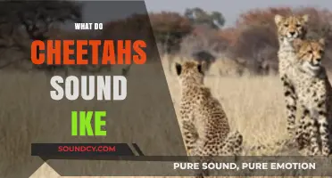 Unveiling the Unique Vocalizations: What Do Cheetahs Sound Like?