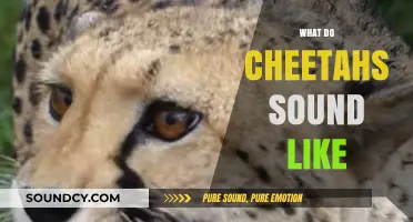 Unveiling the Unique Vocalizations: What Do Cheetahs Sound Like?