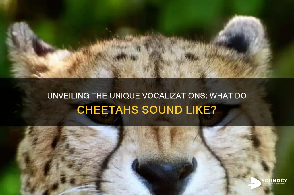 what do cheetahs sound like