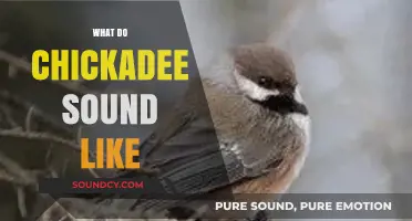 Chickadee Calls: Decoding the Unique Sounds of These Tiny Songbirds