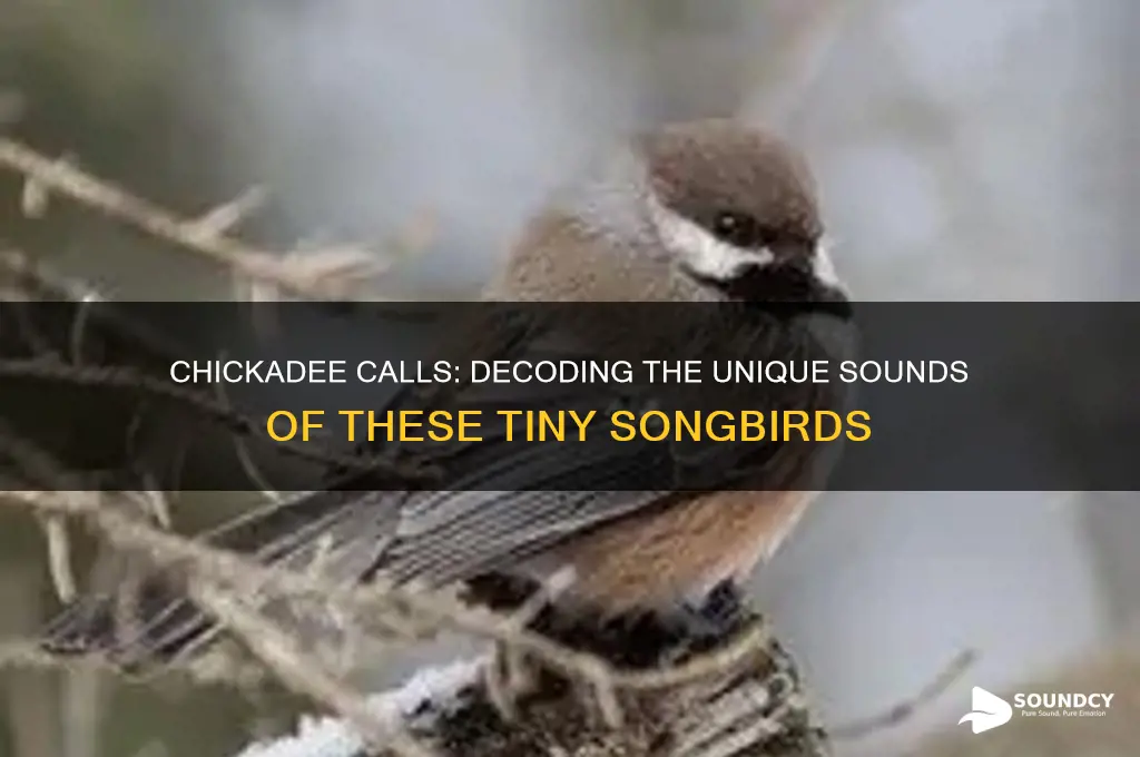 what do chickadee sound like