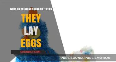The Surprising Symphony: Chicken Sounds During Egg-Laying