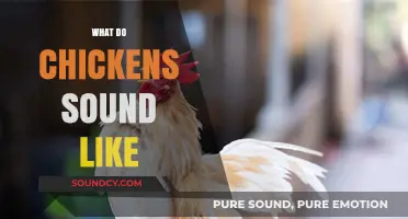 Clucks, Chirps, and More: Decoding the Sounds of Chickens