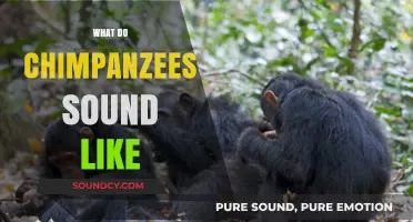 Unveiling the Unique Vocalizations: What Do Chimpanzees Sound Like?