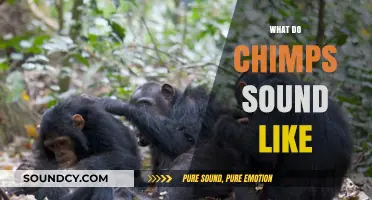 Unveiling the Unique Vocalizations: What Do Chimps Sound Like?