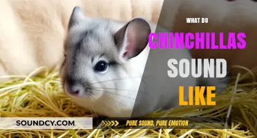 Discover the Unique Sounds of Chinchillas: A Vocalization Guide