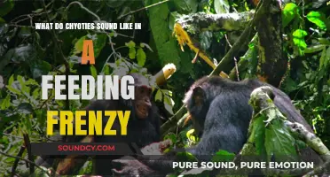 The Chaotic Symphony: Decoding the Sounds of a Chimpanzee Feeding Frenzy