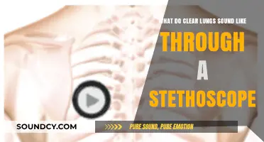 Healthy Breaths: What Clear Lungs Sound Like Through a Stethoscope