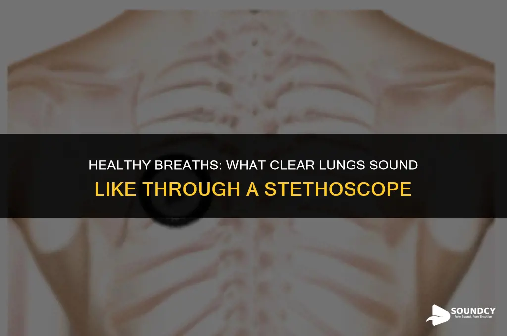 what do clear lungs sound like through a stethoscope