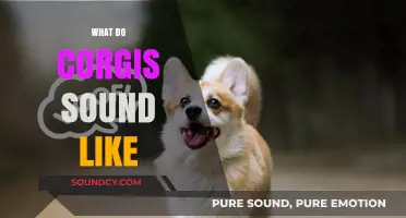 Unveiling the Unique Vocalizations: What Do Corgis Sound Like?