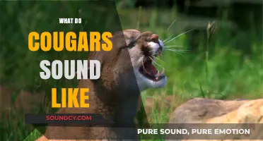 Unveiling the Mysterious Vocalizations of Cougars: What Do They Sound Like?