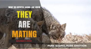 The Surprising Sounds of Coyotes During Mating Season