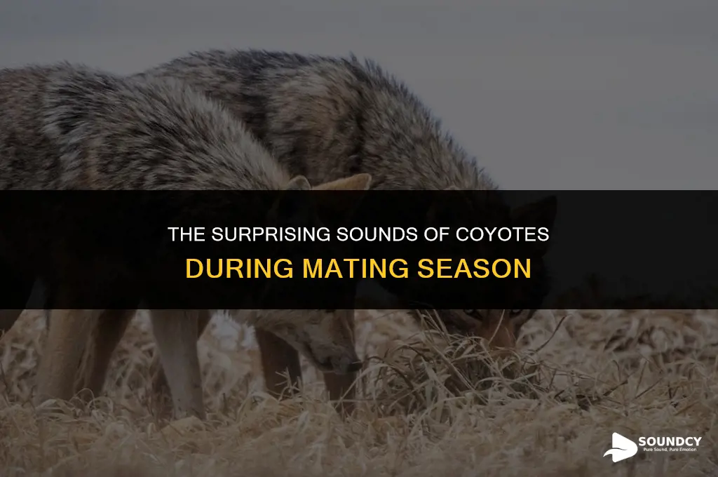 what do coyotes sound like when they are mating