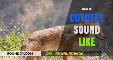 Unveiling the Eerie Calls: What Do Coyotes Sound Like?