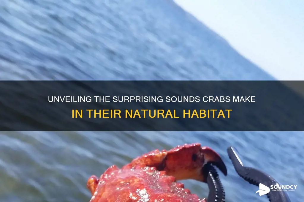 what do crab sound like