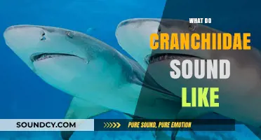 Unveiling the Mysterious Sounds of Cranchiidae: A Deep Dive into Their World