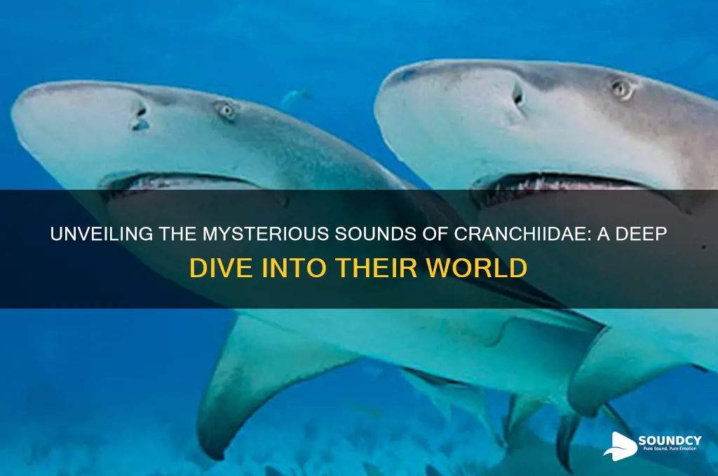 what do cranchiidae sound like