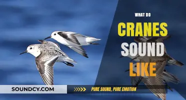 Unveiling the Unique Sounds of Cranes: A Comprehensive Audio Guide