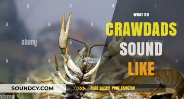 Unveiling the Unique Sounds of Crawdads in Their Natural Habitat