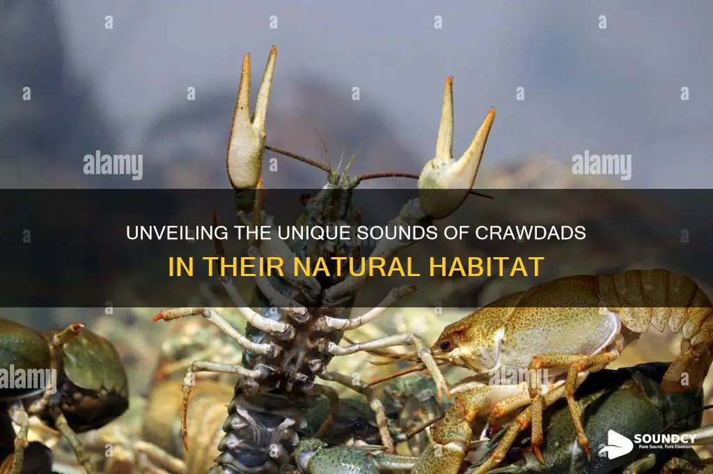 what do crawdads sound like