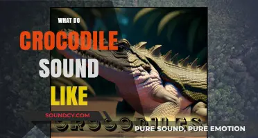 Unveiling the Mysterious and Haunting Sounds of Crocodiles in the Wild
