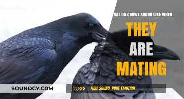 The Amorous Cacophony: Decoding Crow Mating Calls