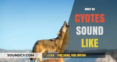 Unveiling the Mysterious Howls: What Do Coyotes Sound Like?