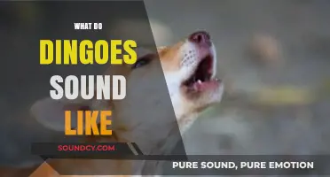 Unveiling the Unique Howls and Calls of Australia's Iconic Dingoes