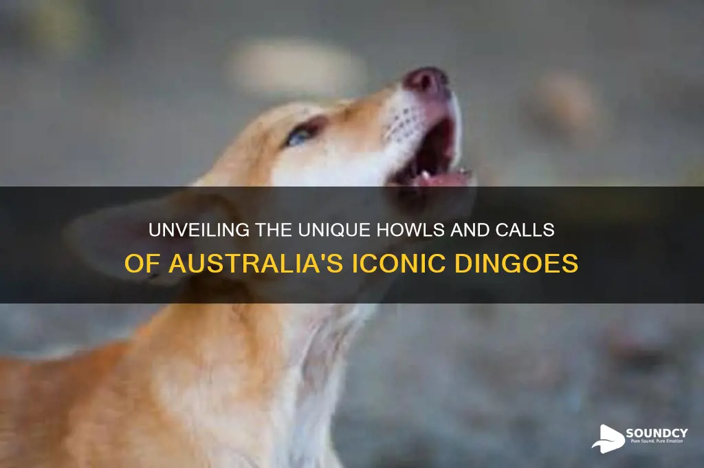 what do dingoes sound like