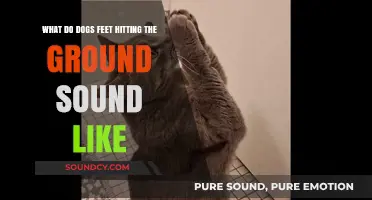 Paws in Motion: The Unique Sounds of Dogs' Feet Hitting the Ground