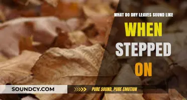 Crunching Through Autumn: The Unique Sound of Dry Leaves Underfoot