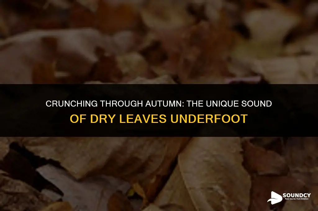 what do dry leaves sound like when stepped on