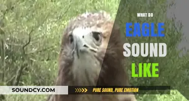 The Majestic Eagle's Call: Unveiling Their Unique Vocalizations and Sounds