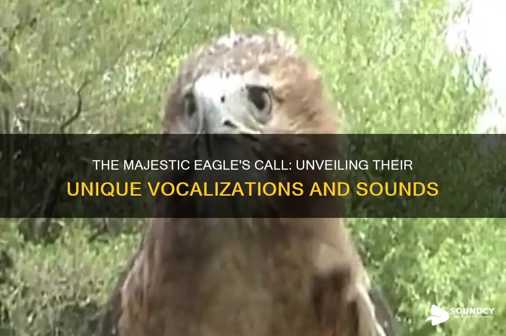 what do eagle sound like