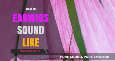 Unveiling the Mysterious Sounds of Earwigs: What Do They Sound Like?